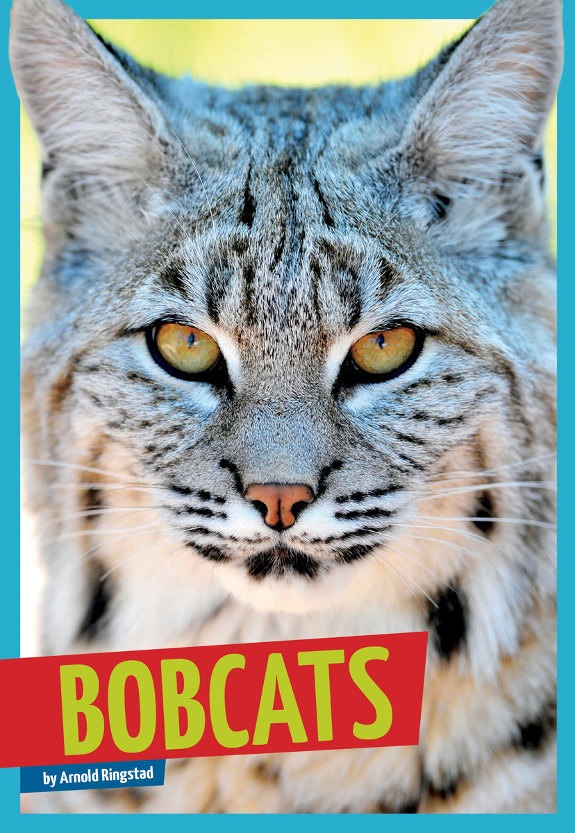 Bobcats – The Creative Company