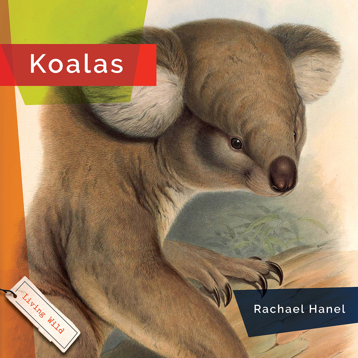 Illustration Wild koala