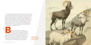 Living Wild (2024): Bighorn Sheep