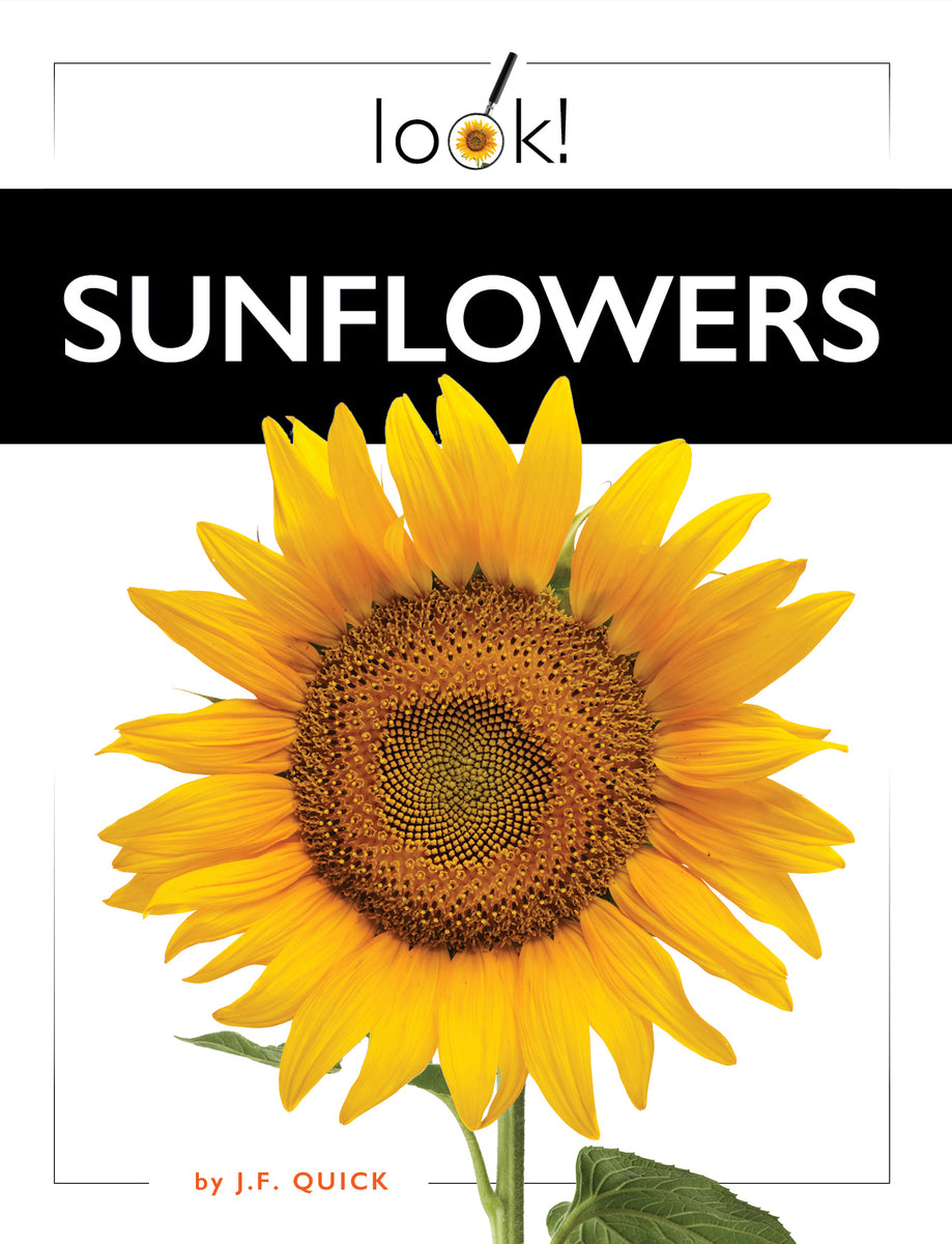 Sunflowers – The Creative Company