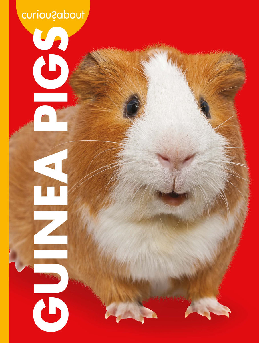 Curious about Guinea Pigs – The Creative Company