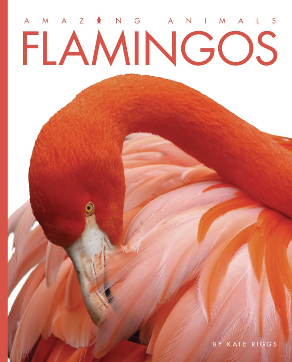 Amazing Animals (2014): Flamingos – The Creative Company