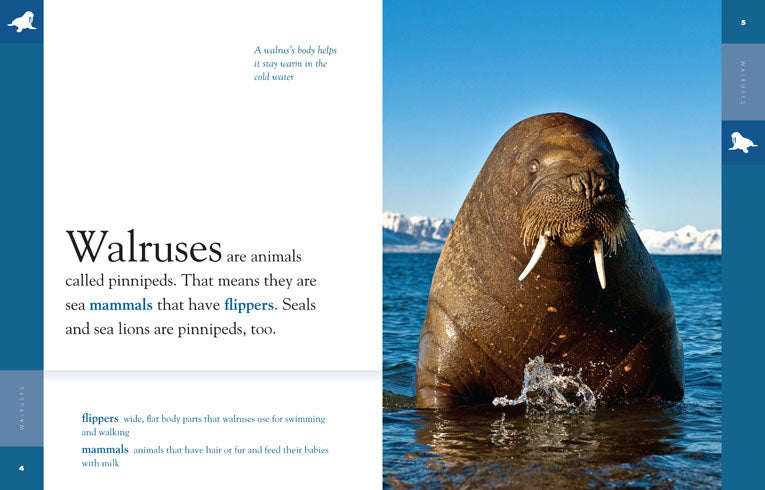 Maravillosas Morsas (Wonderful Walruses - Spanish Translation) - NWF