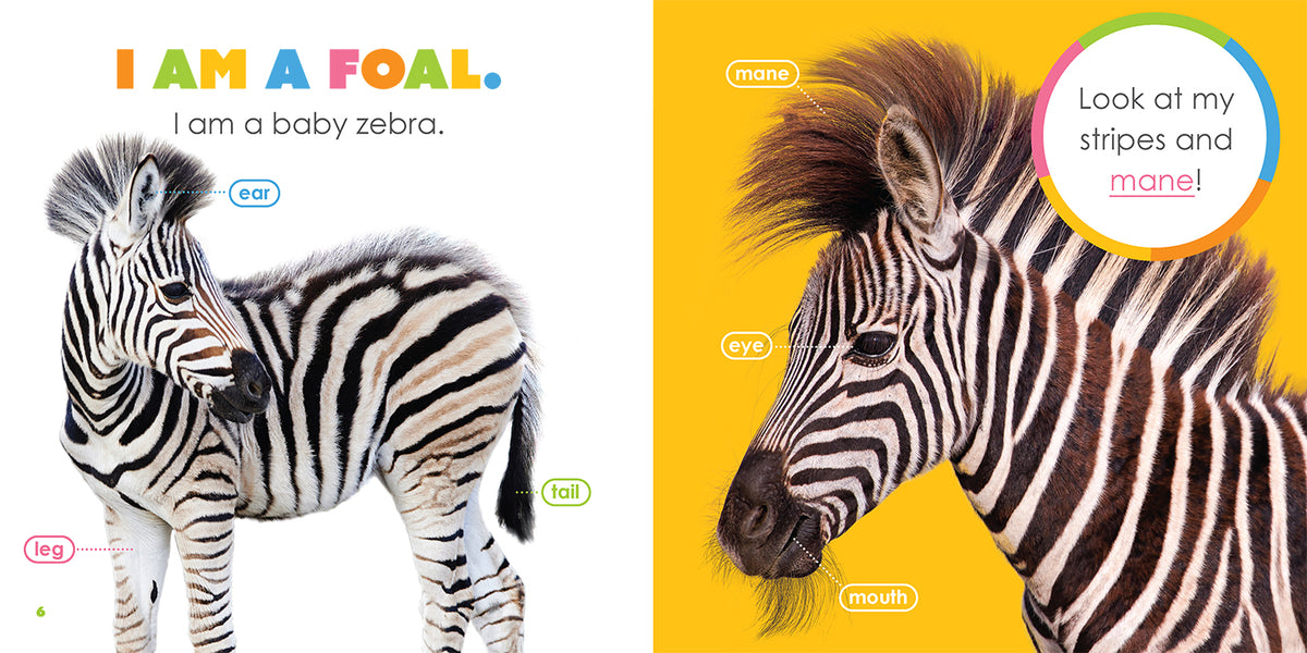 Buy Carezzalibri Usborne: Dov'e la mia zebra? Book Online at Low Prices in  India