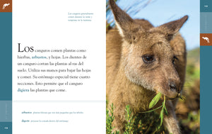 Planeta animal (2022): El canguro