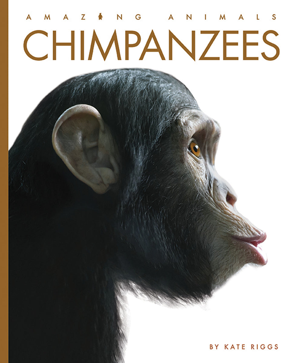 Chimpanzees – The Creative Company