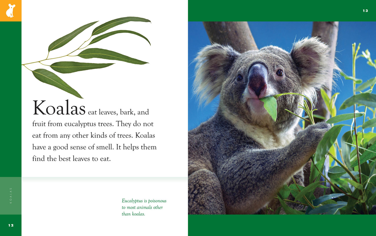 Koala Facts For Kids Of All Ages