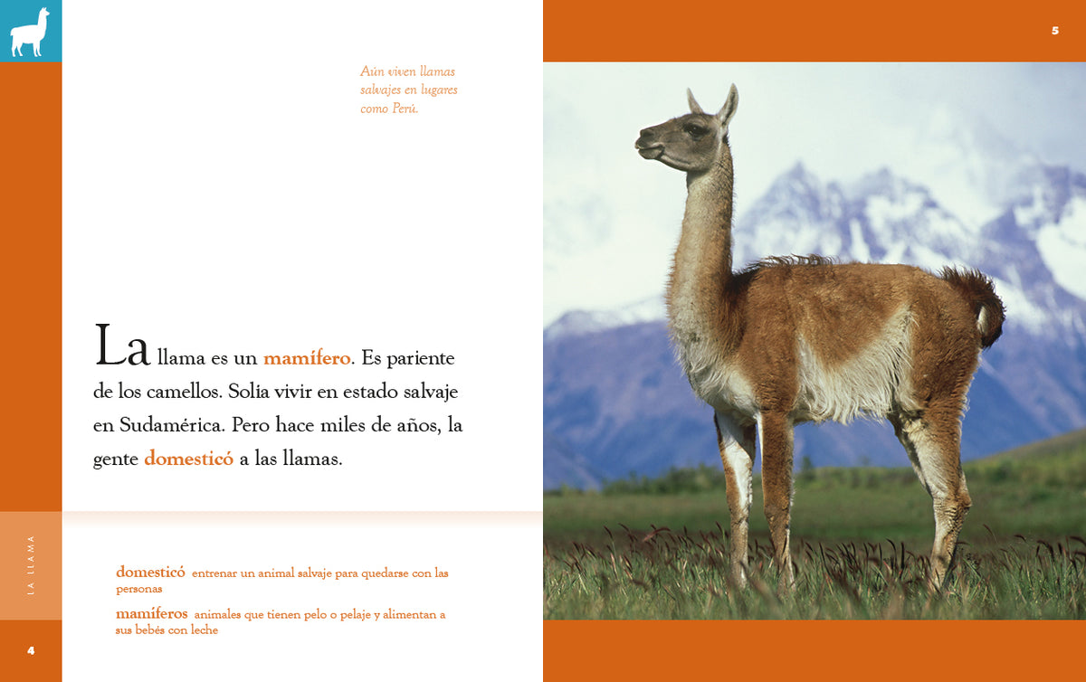 Planeta animal (2022): La llama – The Creative Company Shop