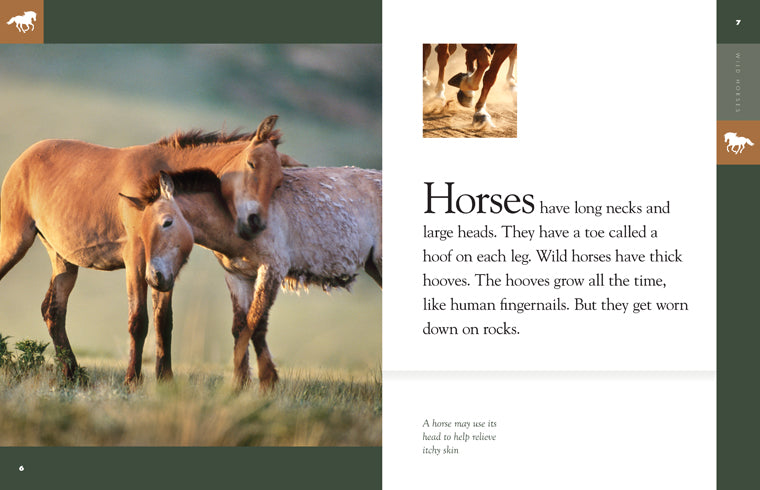 AMAZING ANIMALS: WILD HORSES By Kate Riggs 9781628320930