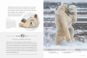 Spotlight on Nature: Polar Bear