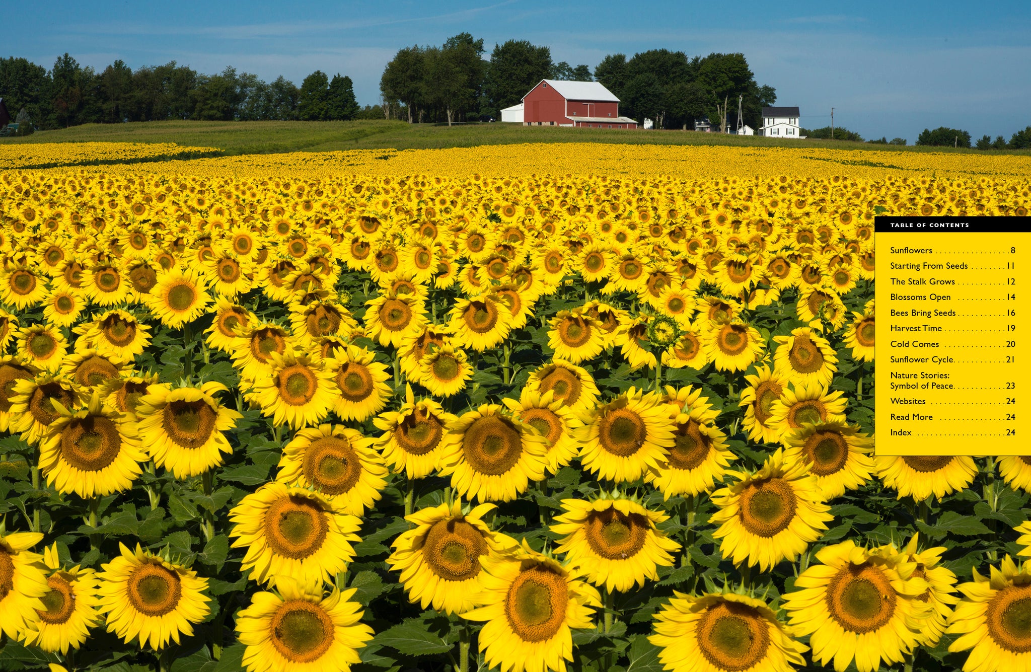 Sunflowers – The Creative Company