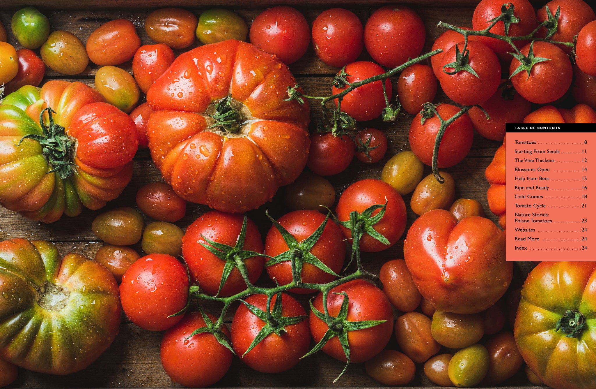 Tomatoes – The Creative Company