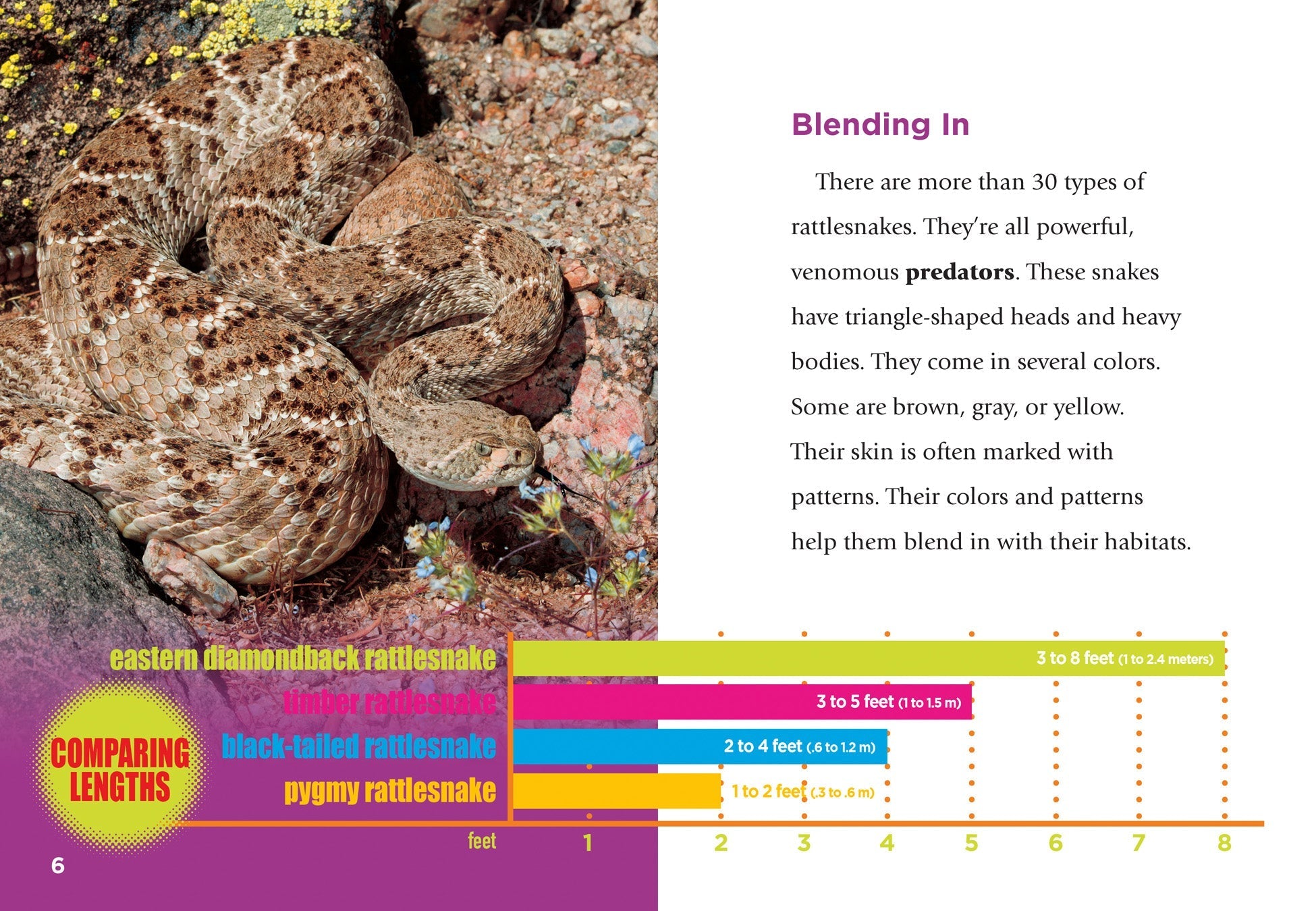 How Long Do Rattlesnakes Get Life Cycle Of A Rattlesnake Diagram