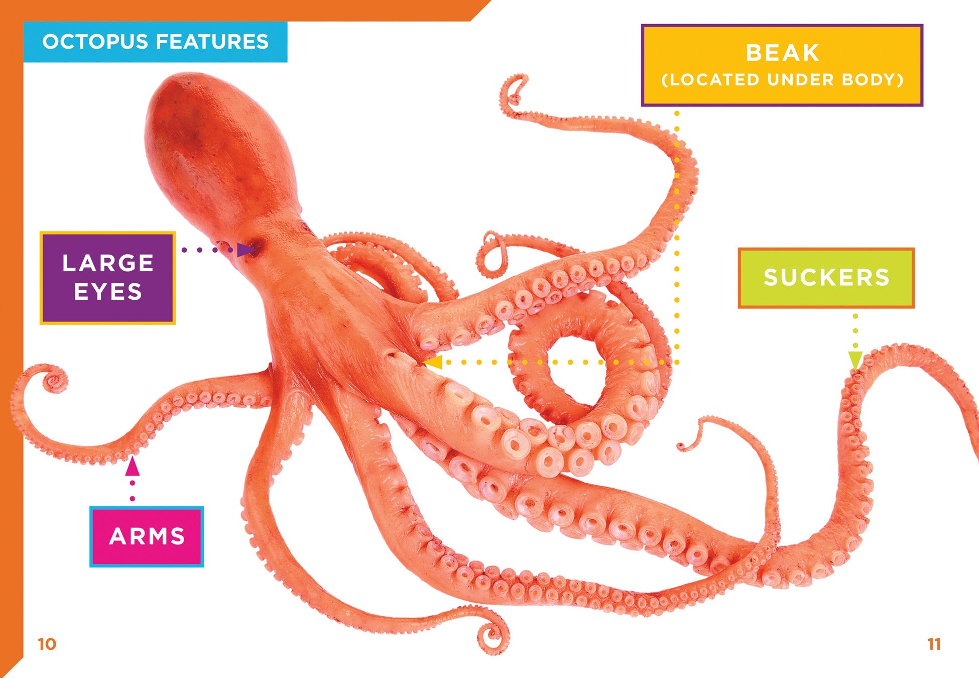 Octopus Exoskeleton External Anatomy Of Common Octopus