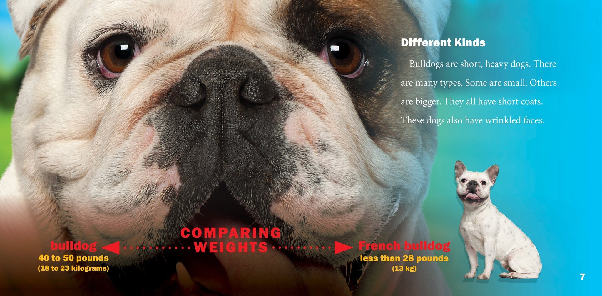 Small Breed Dogs Dogs Less Than 50 Pounds Kinds Of Bulldog Bulldog