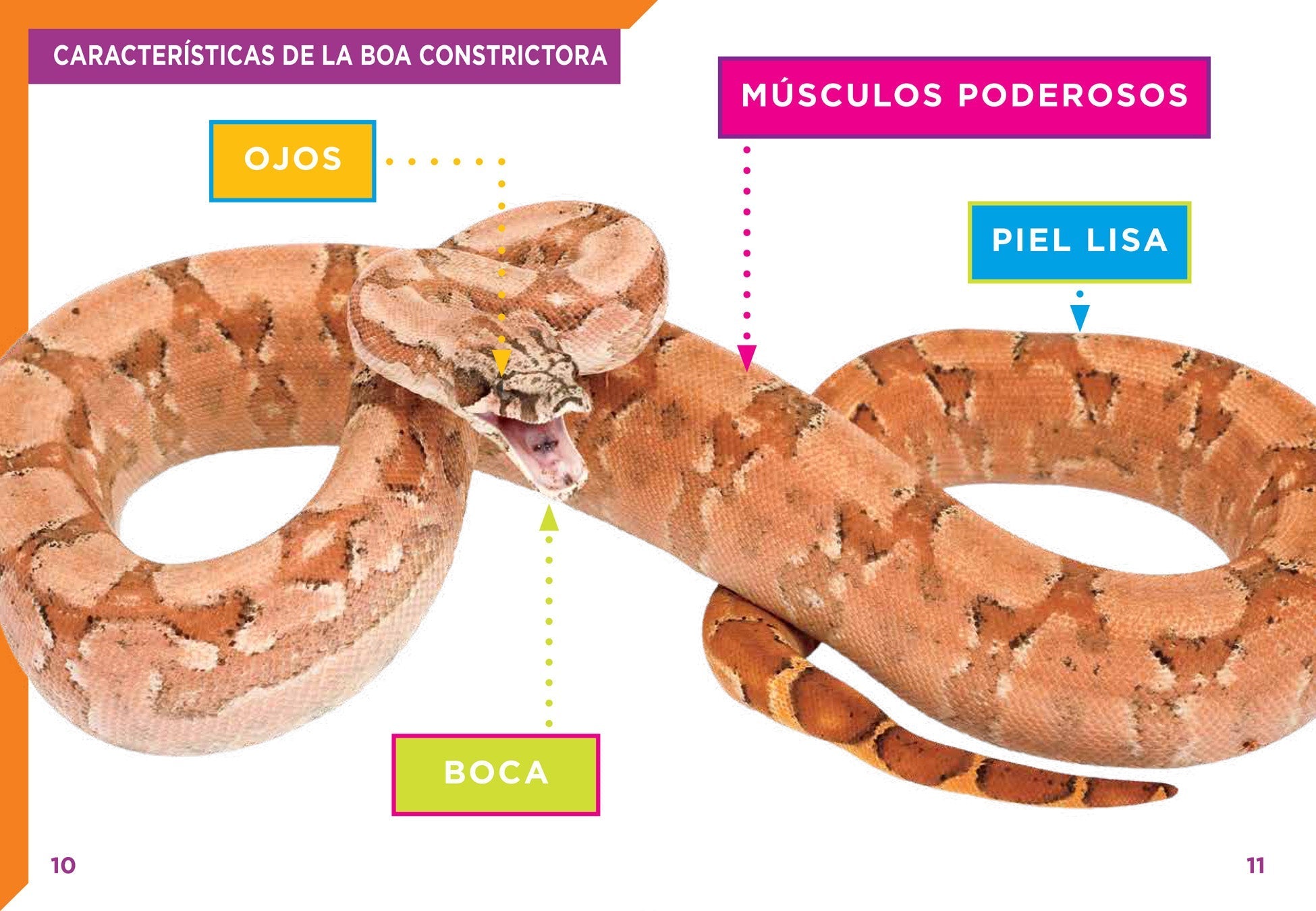 Boas constrictoras – The Creative Company