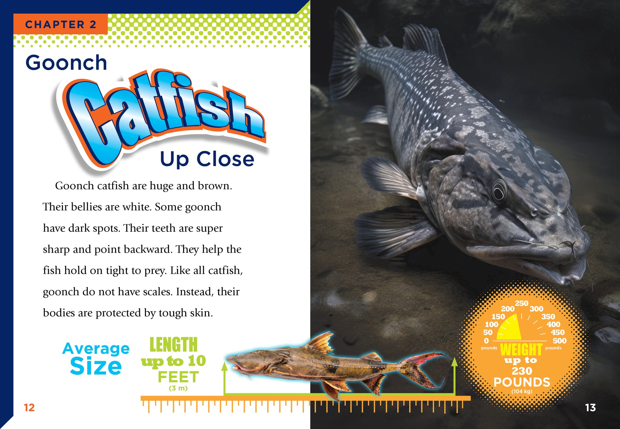 Goonch Catfish – The Creative Company