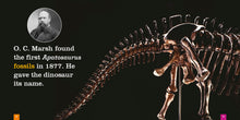 Laden Sie das Bild in den Galerie-Viewer, Sämlinge: Apatosaurus
