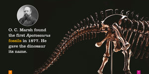Sämlinge: Apatosaurus