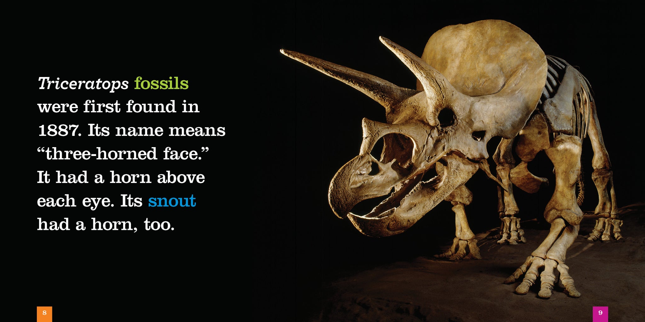 邦楽 TRICERATOPS / TRICERATOPS 9781640265059_1_2048x.jpg?v=