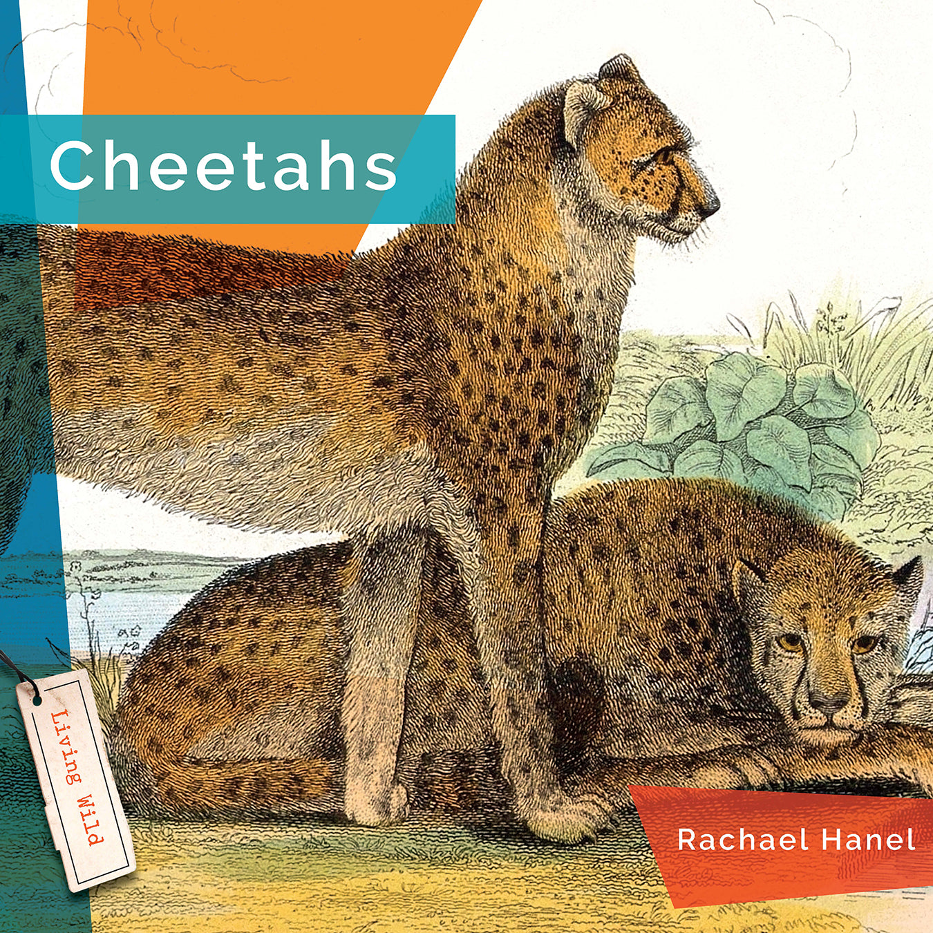 Living Wild (2024): Cheetahs – The Creative Company Shop | Poster