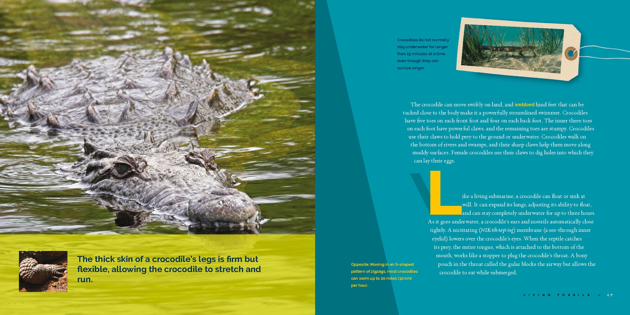Despite their thick skins, alligators and crocodiles are