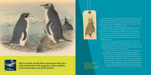 Laden Sie das Bild in den Galerie-Viewer, Living Wild (2024): Pinguine
