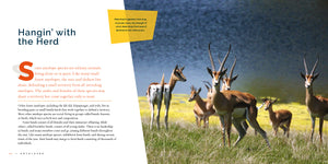 Living Wild (2024): Antelopes
