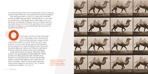 Living Wild (2024): Camels