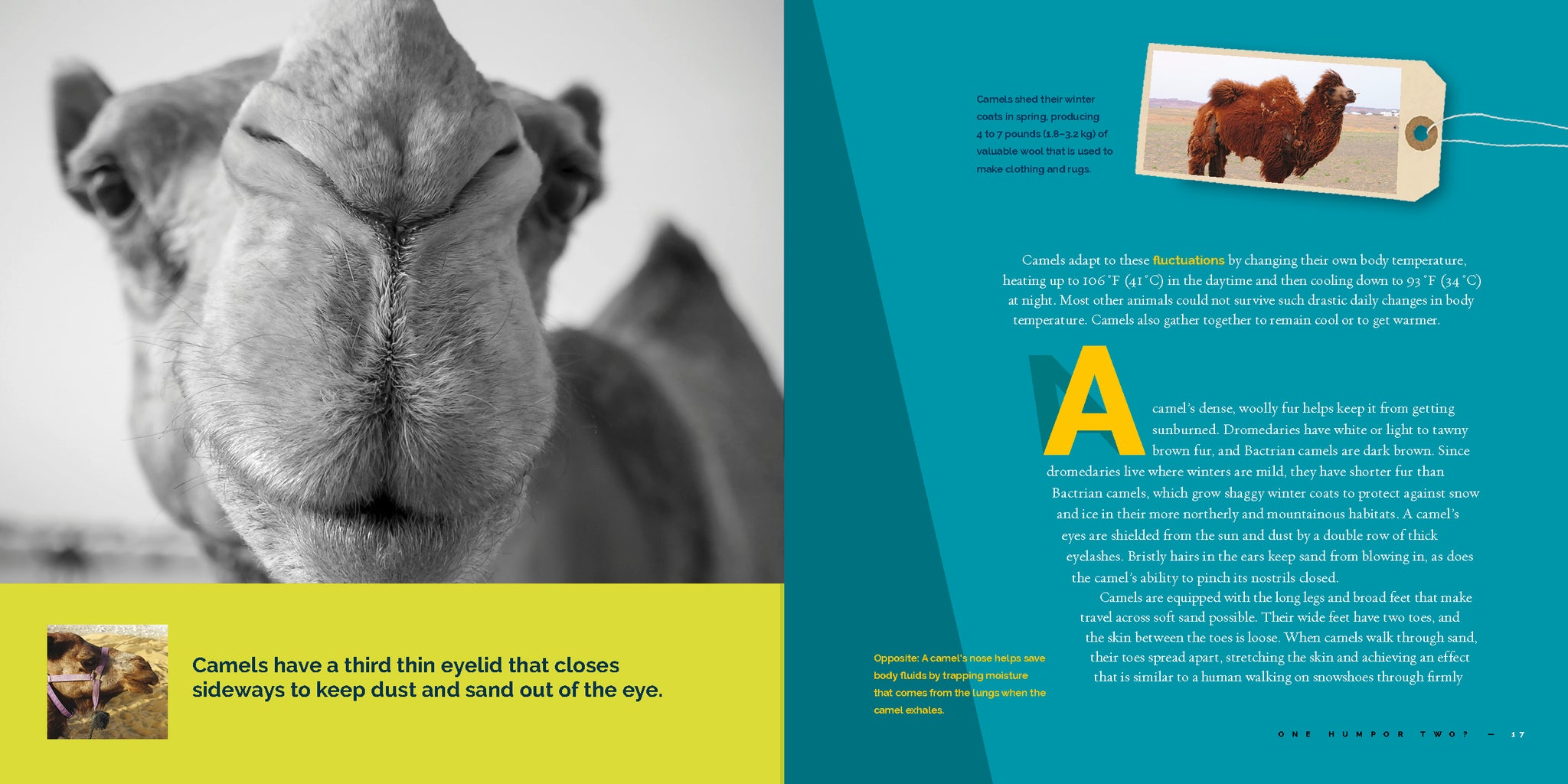 Camels – The Creative Company
