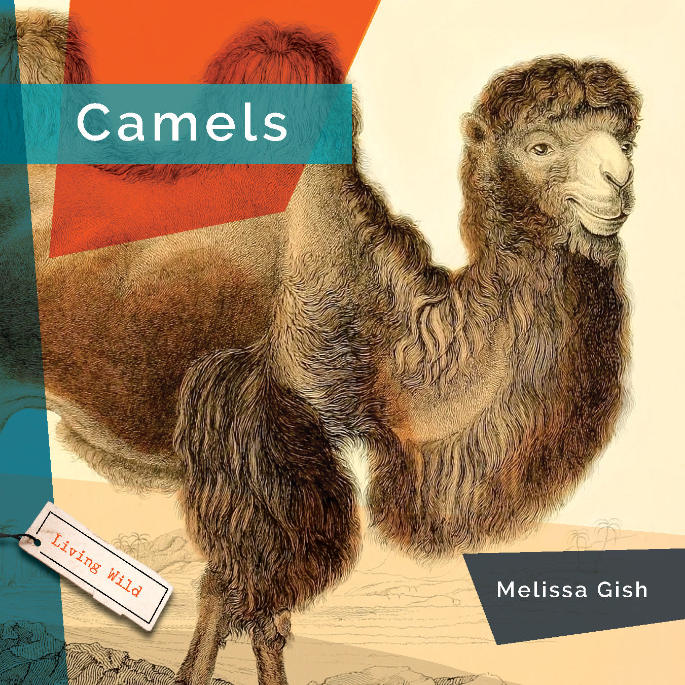 Living Wild (2024): Camels