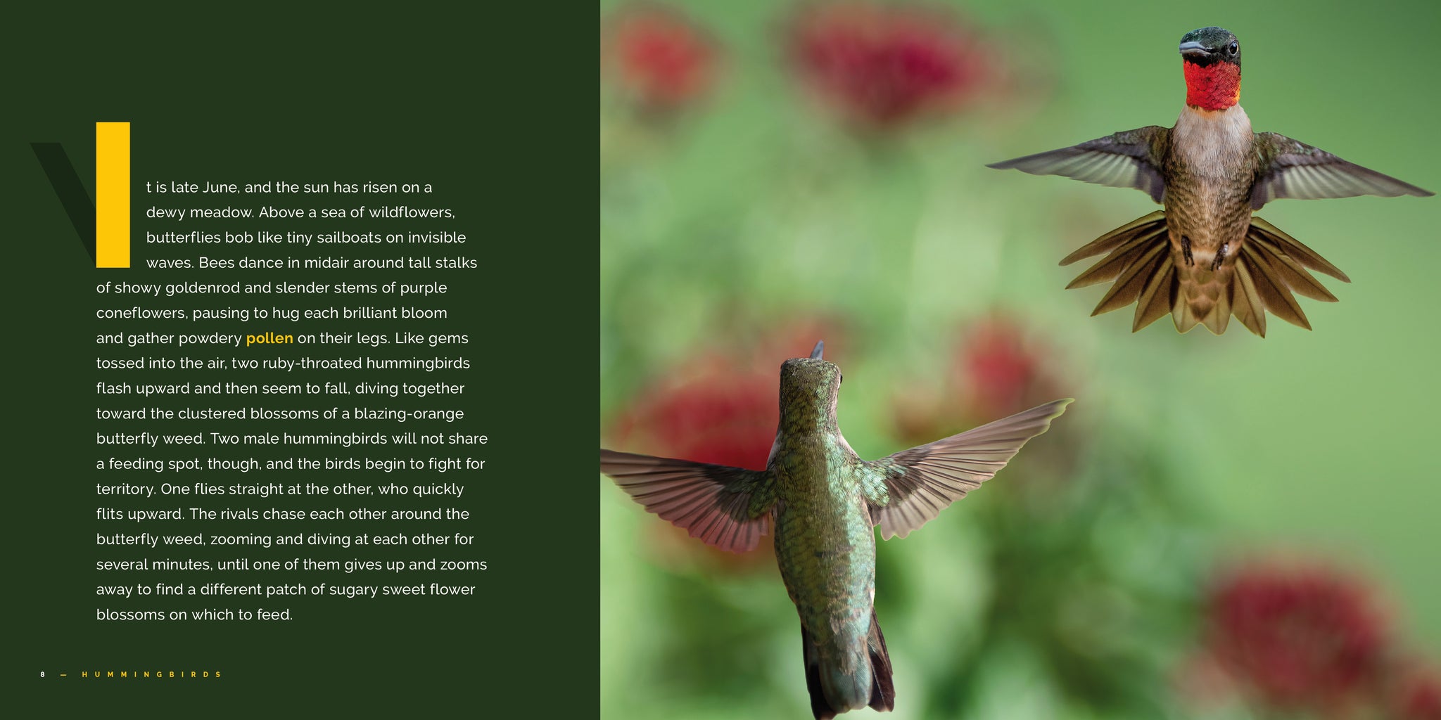 Hummingbirds – The Creative Company