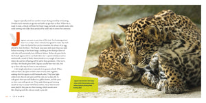 Living Wild (2024): Jaguars