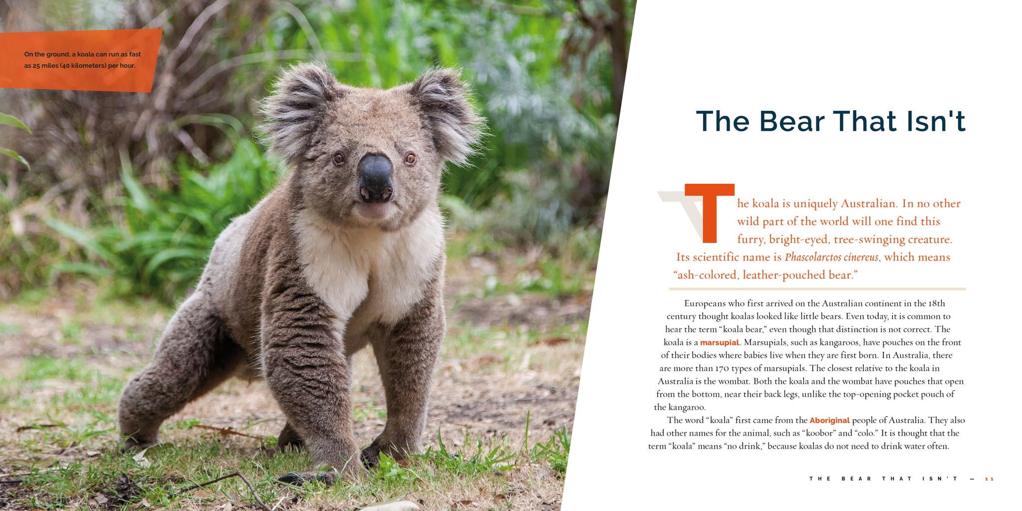 Koala Eco Review – The Feminist Gadabout