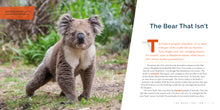 Laden Sie das Bild in den Galerie-Viewer, Living Wild (2024): Koalas
