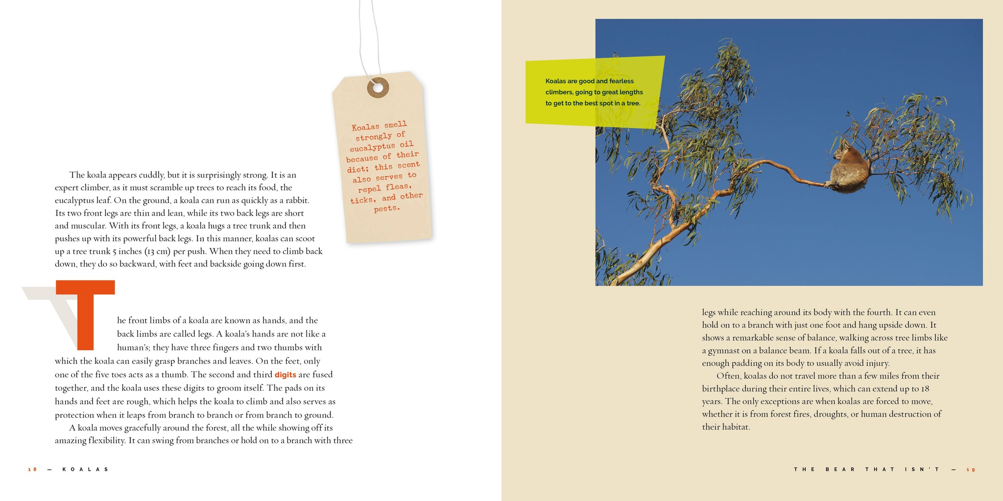 Koalas – The Creative Company