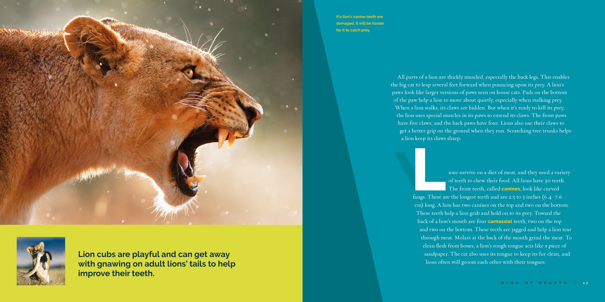 Living Wild (2024): Lions – The Creative Company Shop