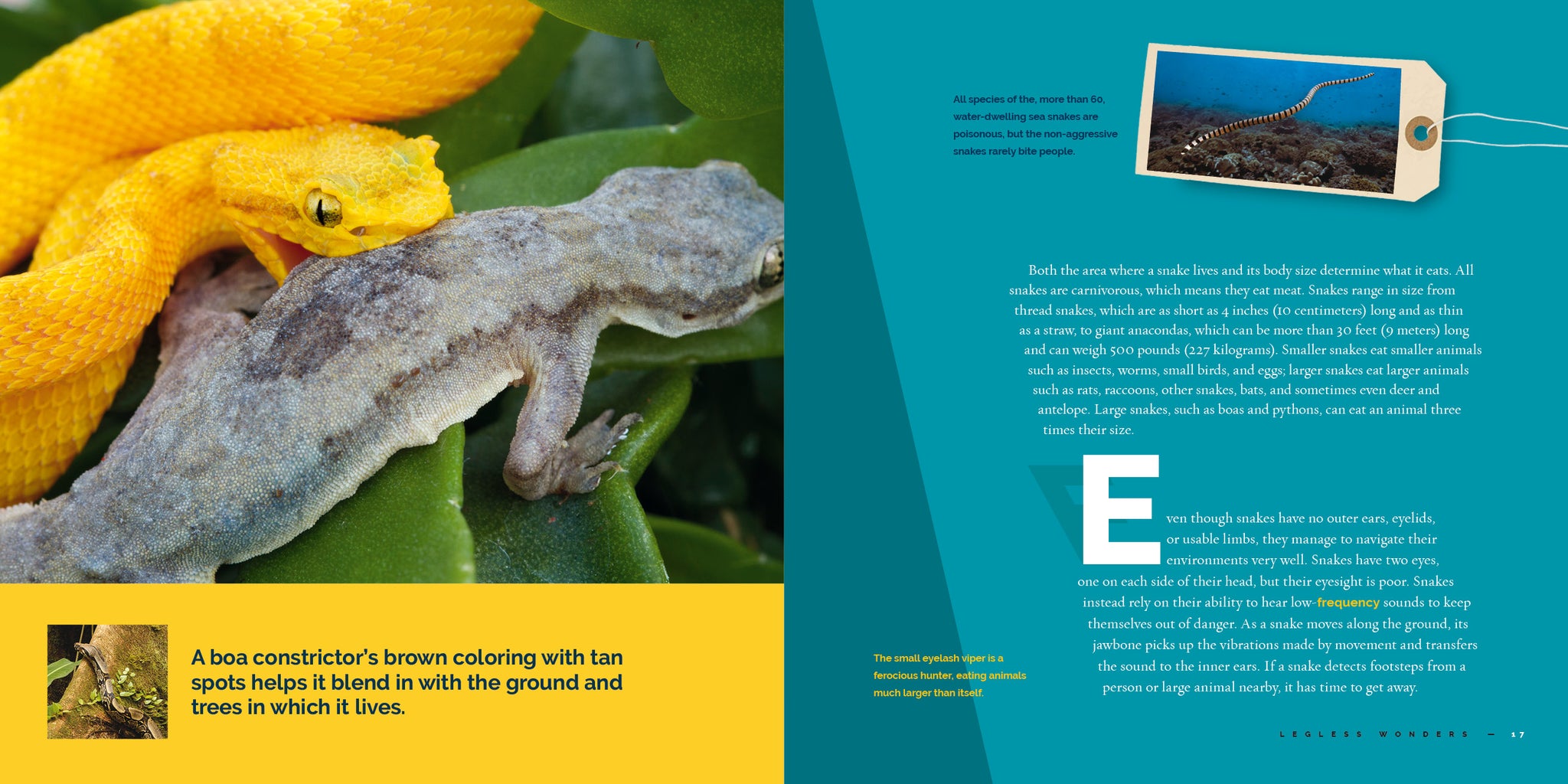 Snakes – The Creative Company