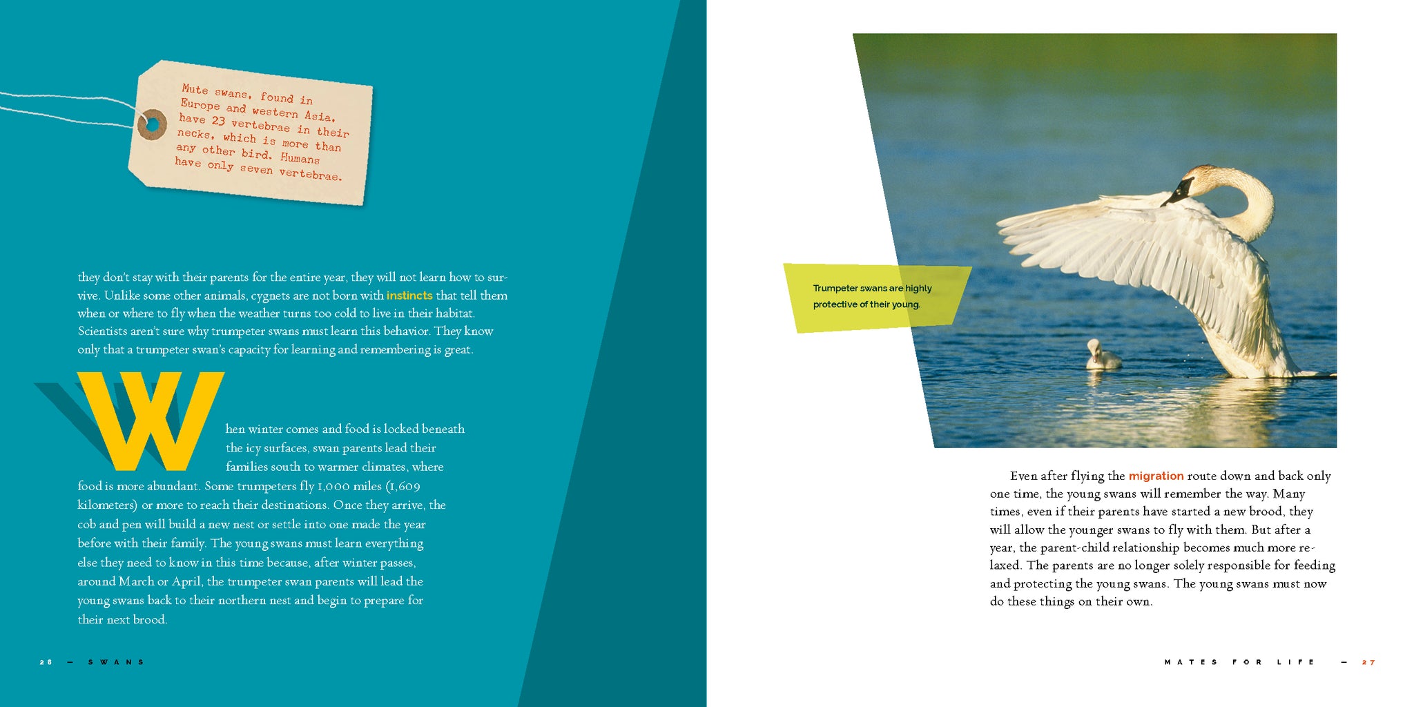Swans – The Creative Company