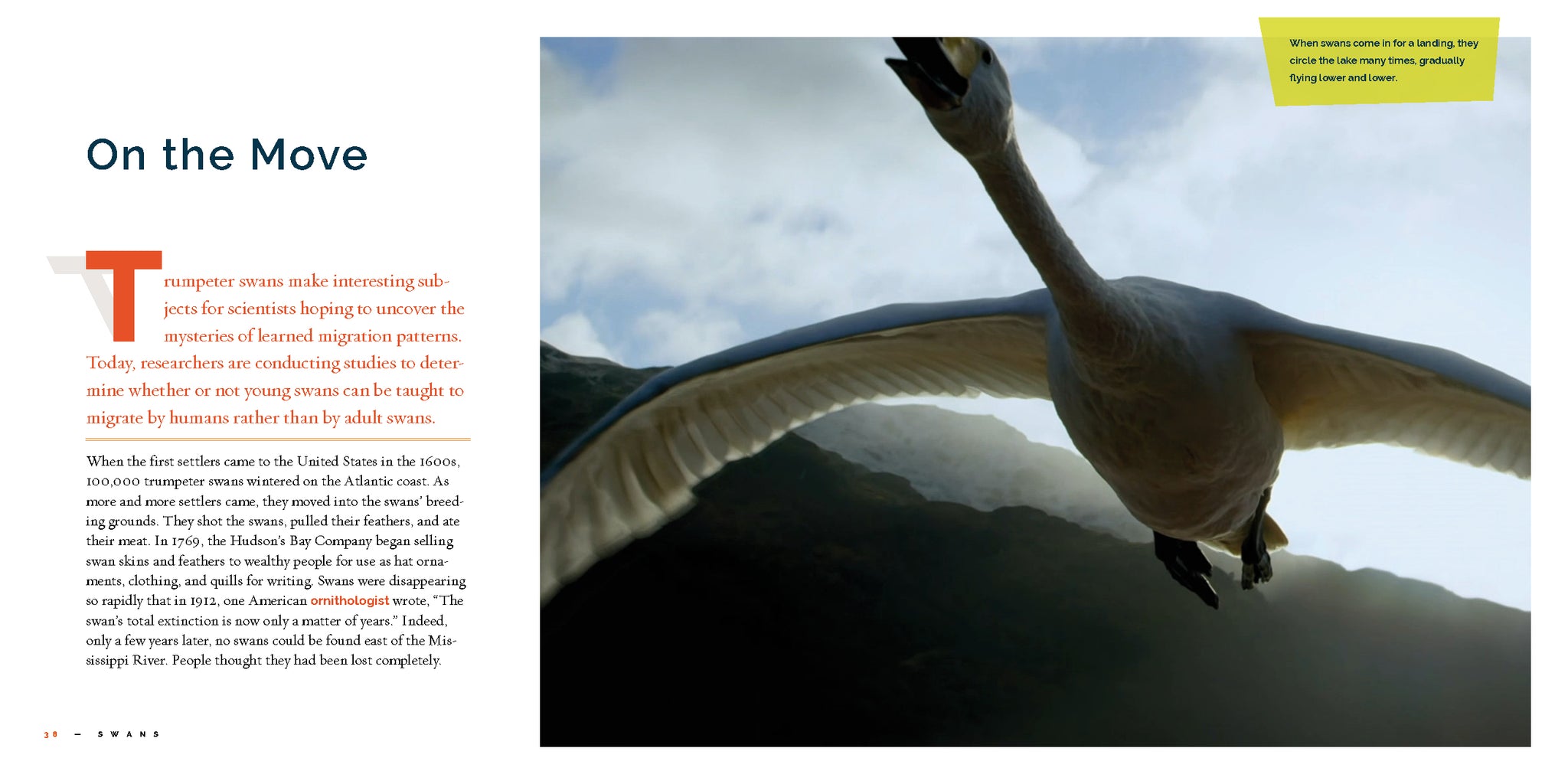 Swans – The Creative Company