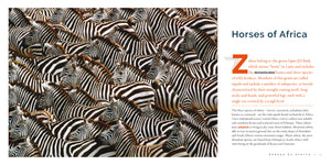 Living Wild (2024): Zebras