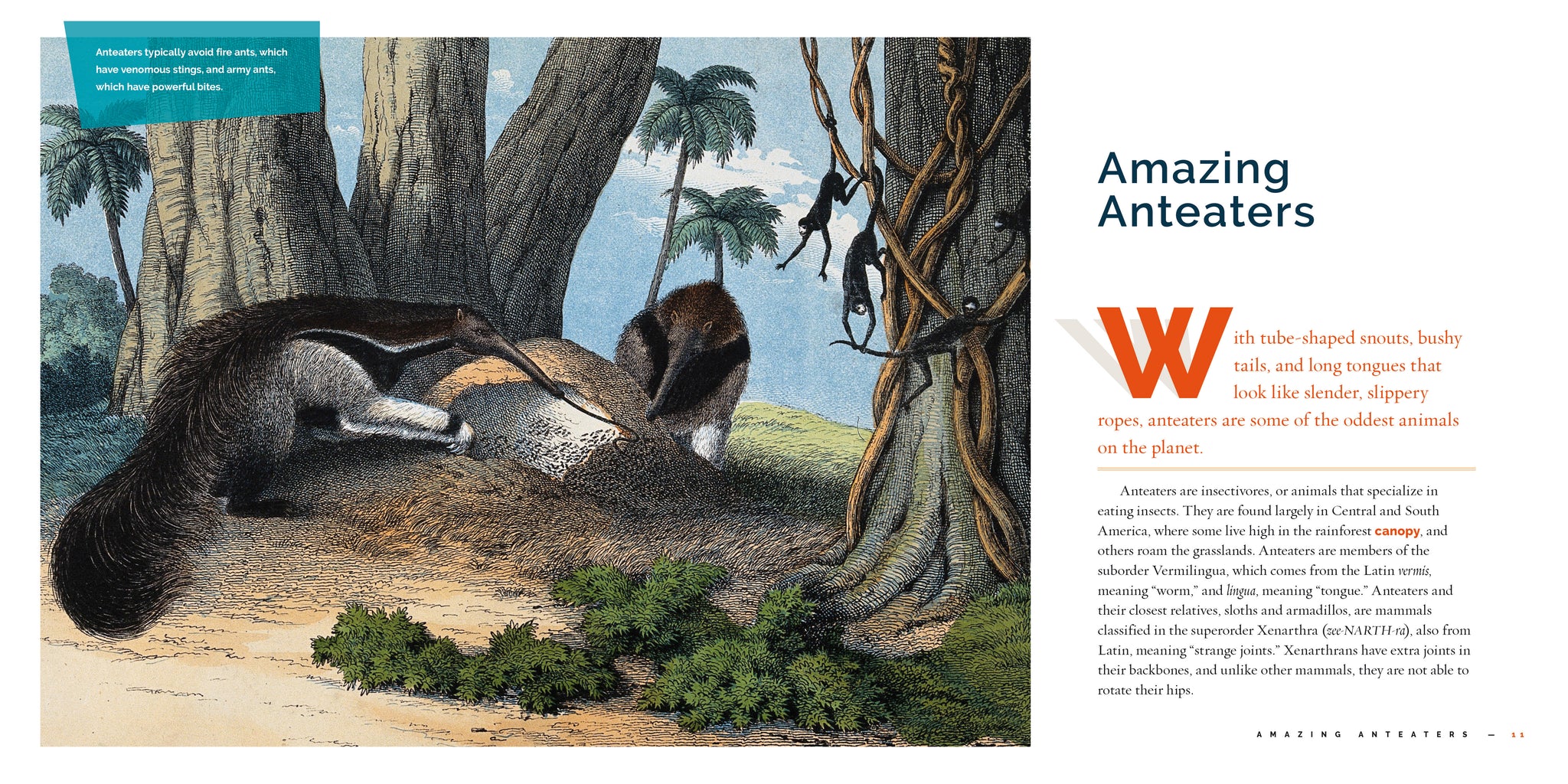 Alexander Anteater's Amazing Act 全26冊セット Animal Antics A to Z book collection - YouTube