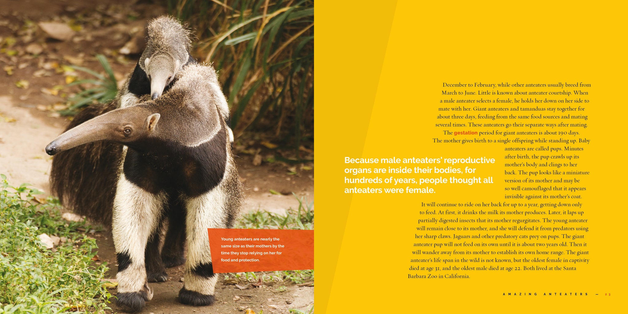 Anteaters – The Creative Company