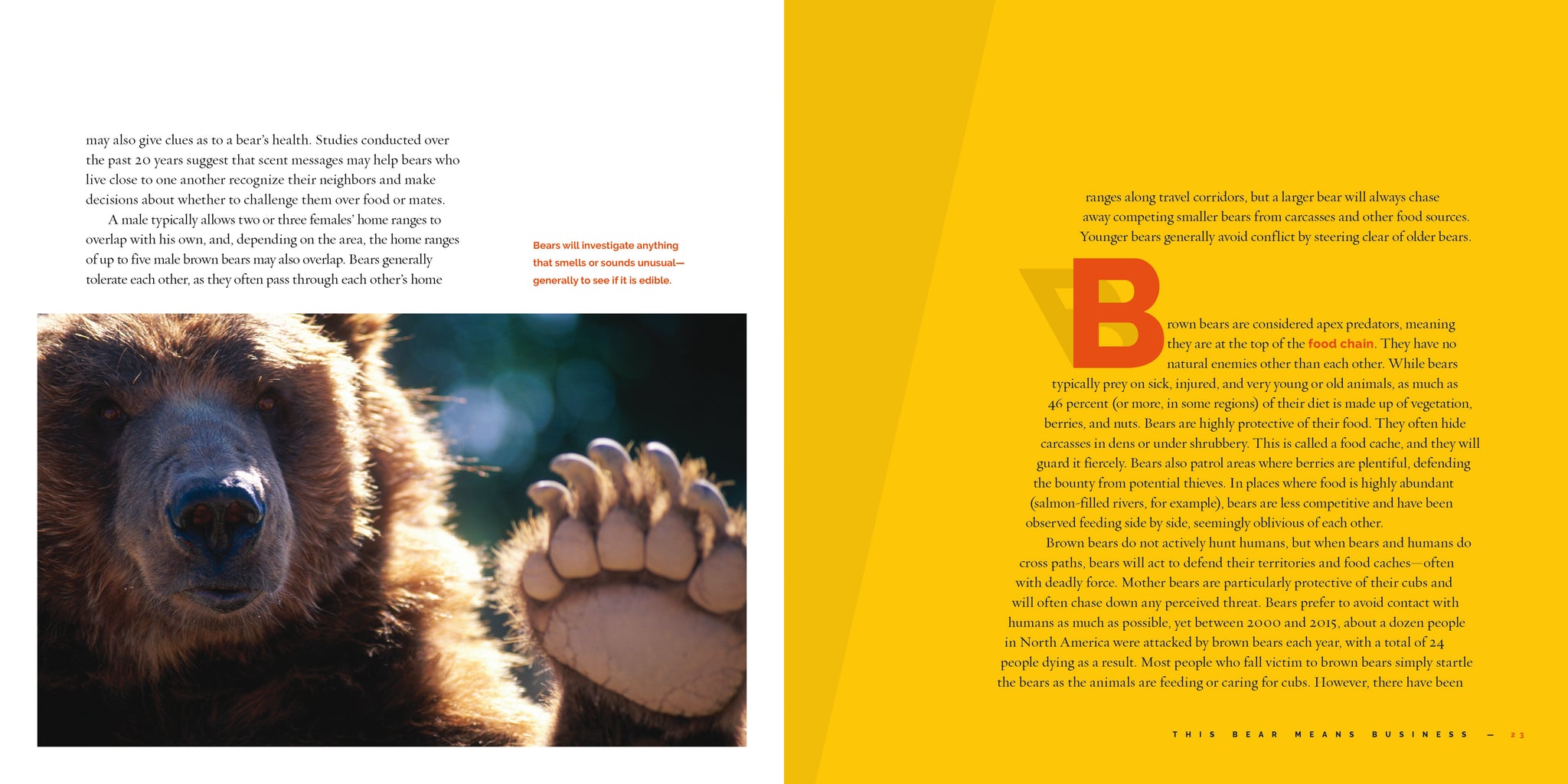 Brown Bears – The Creative Company