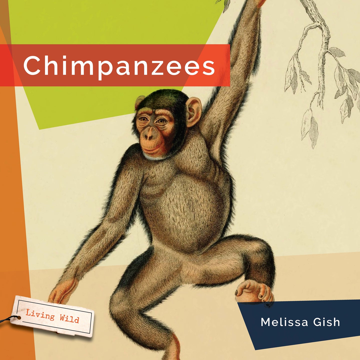 Living Wild (2024): Chimpanzees