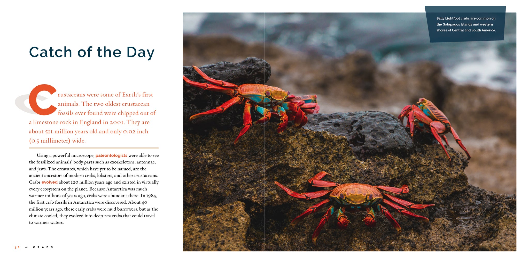 Crabs – The Creative Company