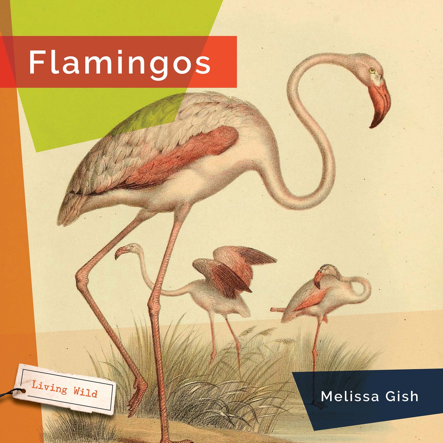 Living Wild (2024): Flamingos