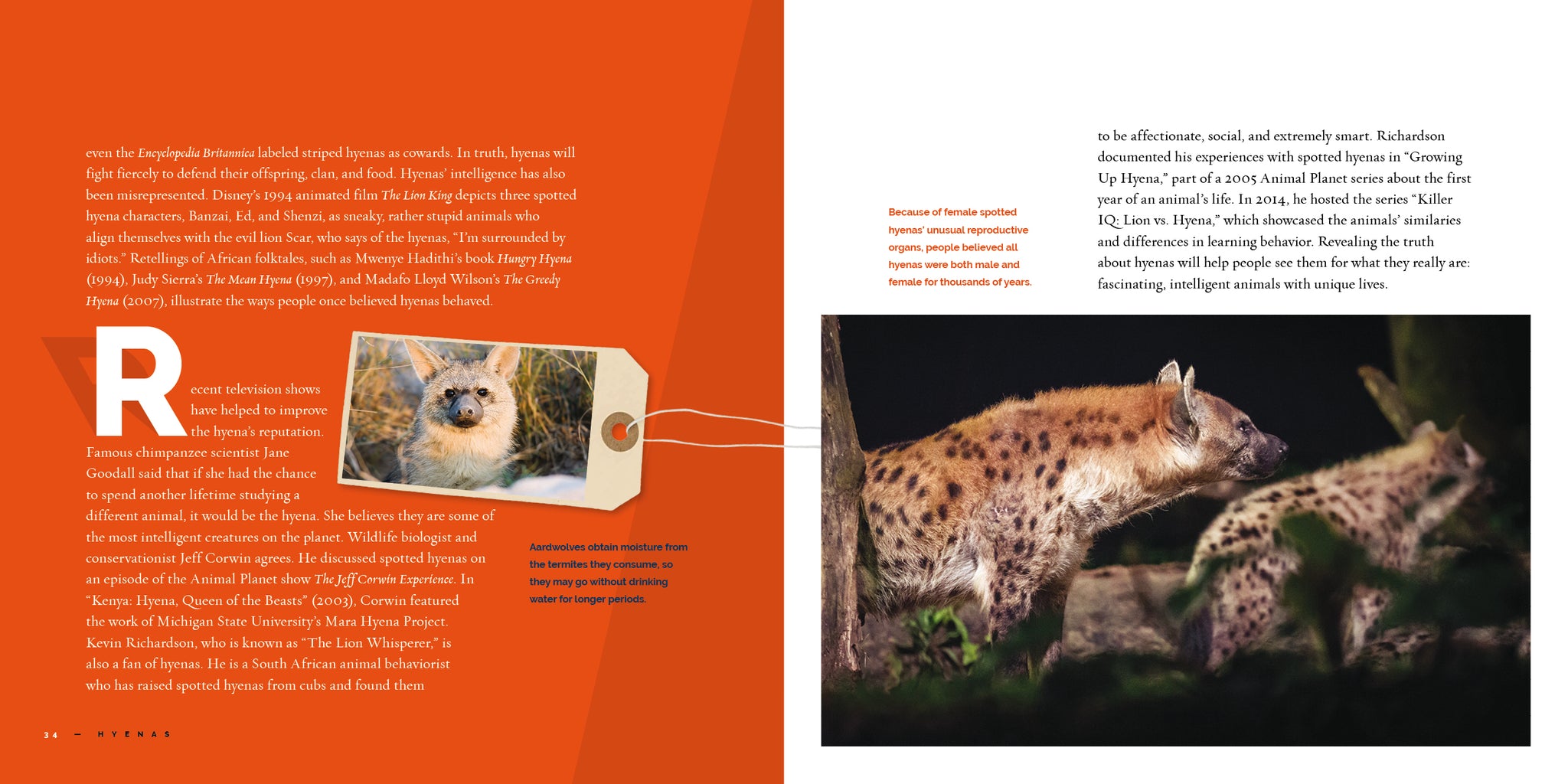 Hyenas – The Creative Company