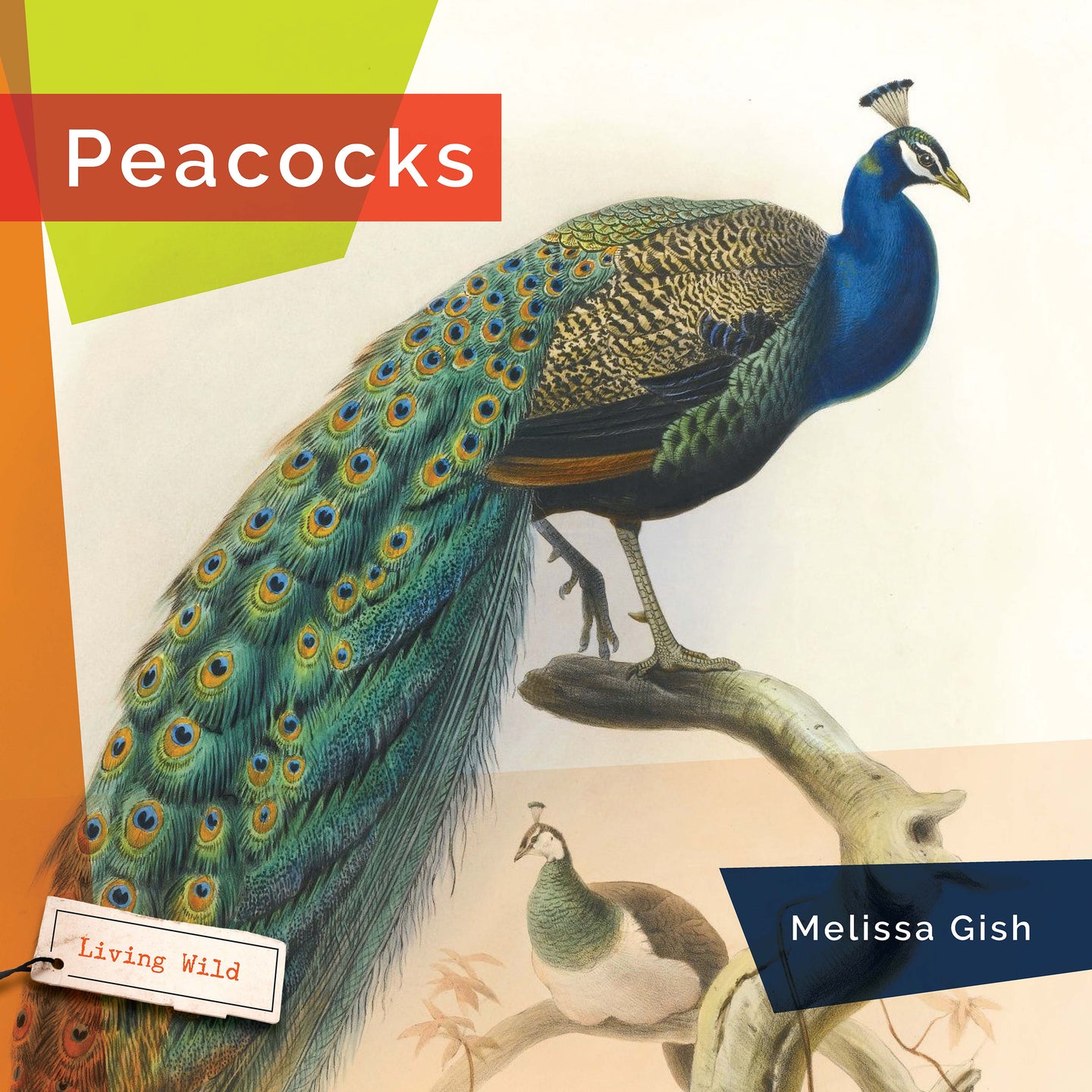 Living Wild (2024): Peacocks