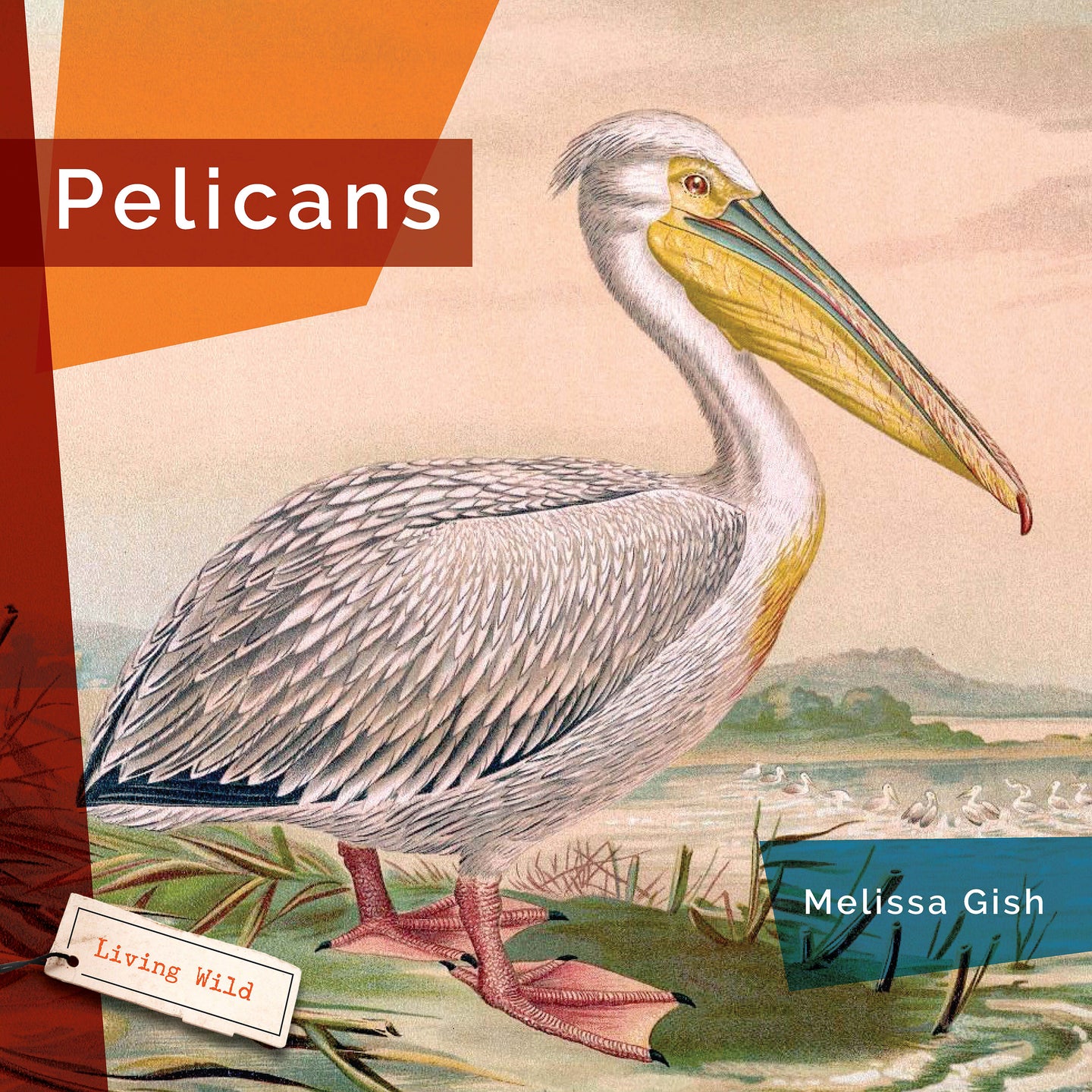 Living Wild (2024): Pelicans